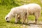 Two spring lambs grazing