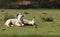 Two spring lambs lazing in the sun at Edale in Yorkshire