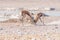 Two springbok rams fighting