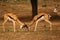 Two springboks Antidorcas marsupialis males fighting in Kalahari desert