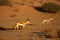 Two springboks Antidorcas marsupialis males walking in in dry Kalahari sand