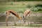 Two Springboks fighting in the Kalagadi.