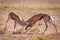 Two Springbuck rams fighting