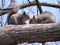 Two squirrels resting on a tree branch