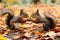 two squirrels sharing a nut on autumn leaves