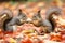 two squirrels sharing a nut on autumn leaves