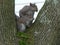 Two Squirrels Sitting in a Tree, one has some leaves in its mouth