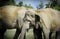 Two Sri Lankan wild elephant partners affectionately playing in a grass field