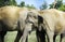 Two Sri Lankan wild elephant partners affectionately playing in a grass field