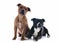 Two staffordshire bull terrier