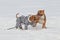 Two staffordshire terrier dogs playing love game on a snow-covered field