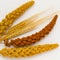 Two stalk of wheat, two twig yellow millet and one red millet t