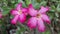 Two stalks view of Desert Flower, or Adenium Obesum flower, or Allium Ampeloprasum