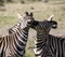 Two stallion zebras fighting.