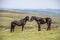 Two stallions in the Dartmoor National Park