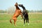 Two Stallions in fight