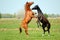 Two Stallions in fight