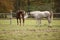 Two stallions playing on pasturage