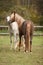 Two stallions playing on pasturage