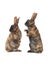 two standing brown rabbit isolated on a white