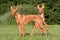 Two standing dogs in a meadow - Pharaoh Hound