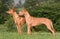 Two standing dogs in a meadow - Pharaoh Hound