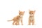 Two standing ginger turkish angora baby cats