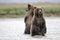 Two standing Grizzly cubs looking for Salmons in a creek.