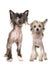 Two standing naked chinese crested dogs