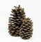 Two Standing Pine Cones