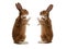 two standing spotted rabbits isolated on a white