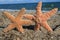 Two Starfish On Beach