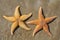 Two starfish on sand