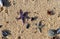 Two starfish, or sea stars, on a sandy beach with sea urchins, mussels and seashells