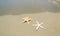 Two starfishes next to sea