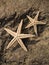 Two starfishes on rock