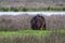 Two starlings on the back of a brown horse. Part of horse in front