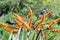 Two starlings in Kirstenbosch National Botanical Garden