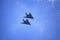 Two Stealth Bombers in Flight, Washington, D.C.