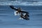 Two Steller`s sea eagles fighting over fish, Hokkaido, Japan, majestic sea raptors with big claws and beaks, wildlife scene from