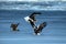 Two Steller`s sea eagles fighting over fish, Hokkaido, Japan, majestic sea raptors with big claws and beaks, wildlife scene from