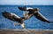 Two Steller`s sea eagles in flight on background of the blue sea. Japan. Hokkaido.