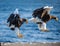 Two Steller`s sea eagles in flight on background of the blue sea. Japan. Hokkaido.