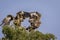 Two Steppe eagle or Aquila nipalensis in action territory fight on tree with full wingspan in natural blue sky background in