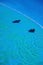 Two stingrays swimming in blue pool