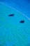 Two stingrays swimming in blue pool