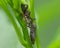 Two stink bugs interacting on lush greenery - taken in wildlife area in Western Wisconsin