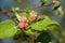 Two stink bugs or shield bugs mating on an apple tree twig in blossom