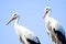 Two storks