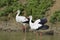 Two Storks